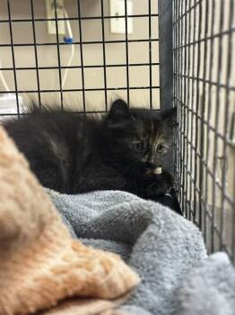 LILLY -  Domestic Short Hair Cat for Adoption in Conroe, Texas - LILLY | PetCurious