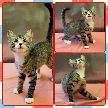 MARIO -  Domestic Short Hair Cat for Adoption in Buckhannon, West Virginia - MARIO | PetCurious