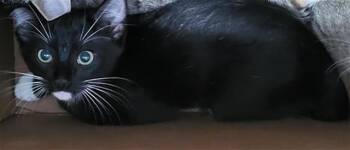 CHARLIE -  Domestic Medium Hair Cat for Adoption in Dallas, Texas - CHARLIE | PetCurious