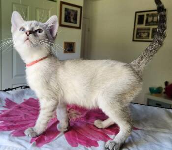 Snickerdoodle -  Siamese Cat for Adoption in West Palm Beach, Florida - Snickerdoodle | PetCurious
