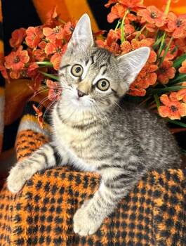 5/12/26 Pip -  Domestic Short Hair Cat for Adoption in Stillwater, Oklahoma - 5/12/26 Pip | PetCurious