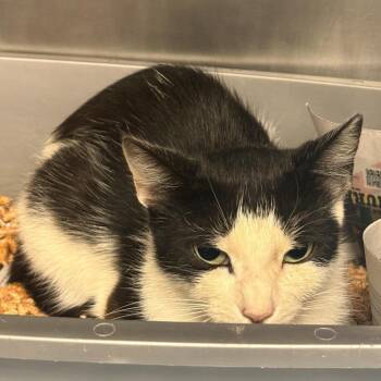 Dream -  Domestic Short Hair Cat for Adoption in Chehalis, Washington - Dream | PetCurious