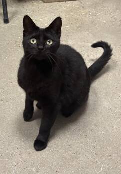 Domestic Short Hair Cats Available for Adoption in Spring, Texas - Mystic - Riley Fuzzel Petsmart | PetCurious