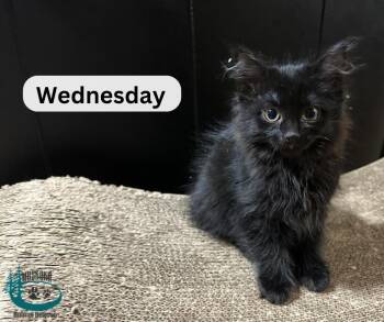 Rescue Domestic Medium Hair Cats for Adoption in Huntsville, Ontario - Wednesday! | PetCurious
