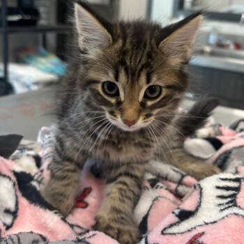 Domestic Medium Hair Cats Available for Adoption in Oak Brook, Illinois - Drizzle | PetCurious