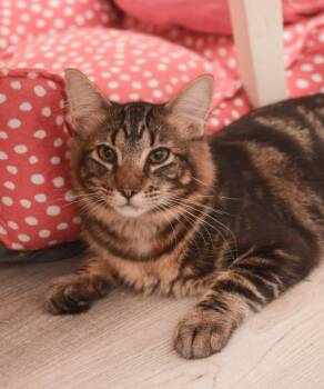 Henry -  Maine Coon and Domestic Medium Hair Cat for Adoption in Hockessin, Delaware - Henry | PetCurious