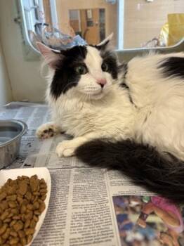 Rescue Domestic Long Hair and Domestic Short Hair Cats for Adoption in Atlanta, Georgia - Kitty Cat | PetCurious