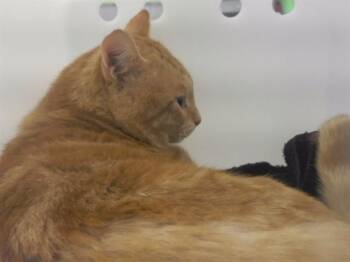 SKITTLES -  Domestic Short Hair Cat for Adoption in Omaha, Nebraska - SKITTLES | PetCurious