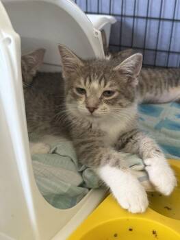 Arizona -  Domestic Medium Hair Cat for Adoption in Hartford City, Indiana - Arizona | PetCurious