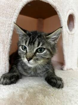 Edward (& Willow) -  Domestic Medium Hair Cat for Adoption in Castro Valley, California - Edward (& Willow) | PetCurious