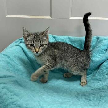 Rescue Domestic Short Hair Cats for Adoption in Frankfort, Indiana - Chorus | PetCurious