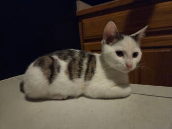 Rescue Domestic Short Hair Cats for Adoption in Columbus, Minnesota - Pippin | PetCurious