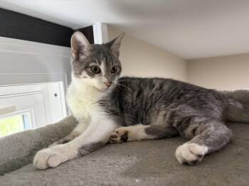 Focaccia- Meet at Petco at High Pointe Commons! -  Domestic Short Hair Cat for Adoption in Harrisburg, Pennsylvania - Focaccia- Meet At Petco At High Pointe Commons! | PetCurious