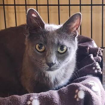 Pinky Lee -  Domestic Short Hair Cat for Adoption in Middletown, New York - Pinky Lee | PetCurious