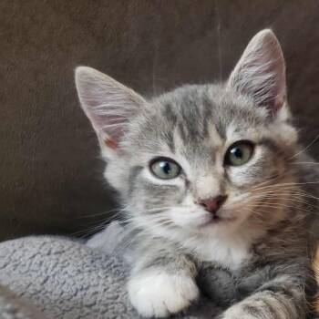 Rescue Domestic Short Hair Cats for Adoption in Jurupa Valley, California - Drogo | PetCurious