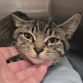 Cassie -  Domestic Short Hair Cat for Adoption in Spokane, Washington - Cassie | PetCurious
