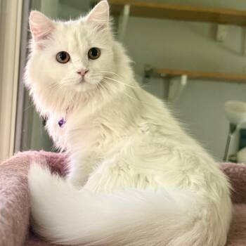 Sweet Snuggly Clover - Dog friendly -  Persian Cat for Adoption in Woodbridge, Virginia - Sweet Snuggly Clover - Dog Friendly | PetCurious
