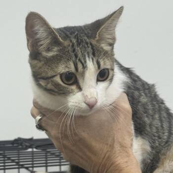 P.G. -  Domestic Short Hair Cat for Adoption in Sonora, California - P.G. | PetCurious
