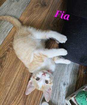 Fia -  Domestic Short Hair Cat for Adoption in Kitchener, Ontario - Fia | PetCurious