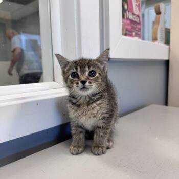 Club Hollywood -  Domestic Short Hair Cat for Adoption in Toms River, New Jersey - Club Hollywood | PetCurious