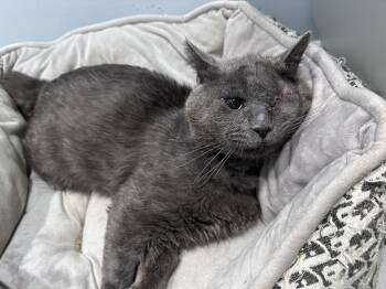 Domestic Short Hair Cats Available for Adoption in Burnaby, British Columbia - Cheeks | PetCurious