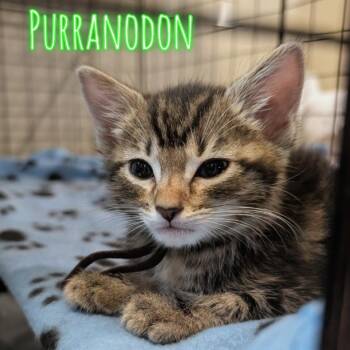Purranodon -  Domestic Short Hair Cat for Adoption in Westminster, California - Purranodon | PetCurious