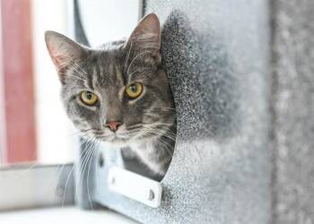 Domestic Short Hair Cats Available for Adoption in Colorado Springs, Colorado - ROBERT | PetCurious
