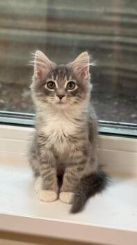 Cedric -  Domestic Medium Hair Cat for Adoption in Millcreek, Utah - Cedric | PetCurious