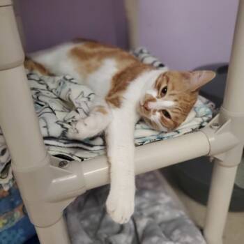 Rescue Domestic Short Hair Cats for Adoption in Camano, Washington - Timothy | PetCurious