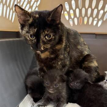 Domestic Short Hair Cats Available for Adoption in Houston, Texas - Matilda | PetCurious