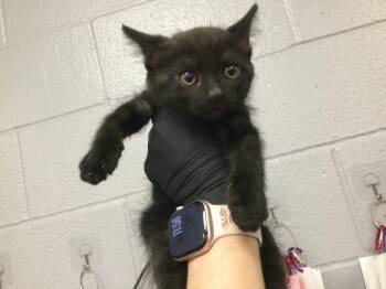 Domestic Short Hair Cats Available for Adoption in Thousand Palms, California - A1916365 | PetCurious