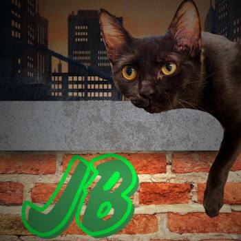 JB -  Domestic Short Hair Cat for Adoption in Aransas Pass, Texas - JB | PetCurious