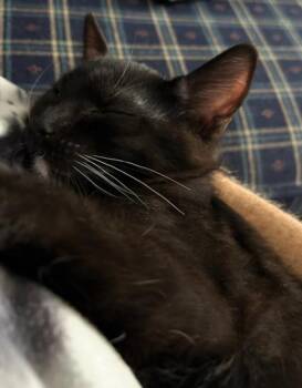 Rescue Domestic Short Hair Cats for Adoption in Hagerstown, Maryland - DERREK | PetCurious