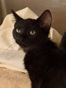 Joey -  Domestic Short Hair Cat for Adoption in Pomona, New York - Joey | PetCurious
