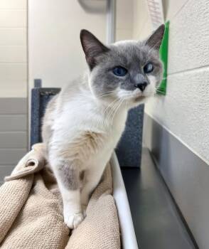 Cassandra -  Domestic Medium Hair Cat for Adoption in Nashville, Tennessee - Cassandra | PetCurious
