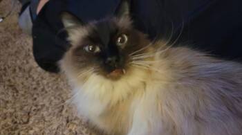 Zyro -  Domestic Short Hair Cat for Adoption in Millcreek, Utah - Zyro | PetCurious