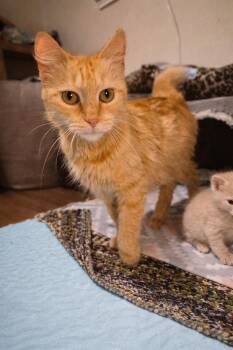 Domestic Long Hair Cats Available for Adoption - Icelynn | PetCurious