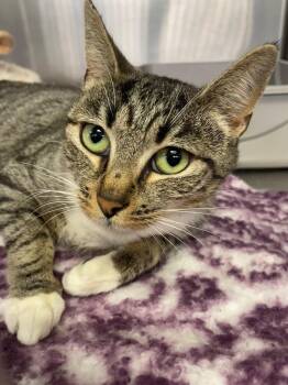 Rescue Domestic Short Hair Cats for Adoption in Wantagh, New York - Monaco | PetCurious