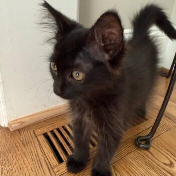 Fred -  Domestic Short Hair Cat for Adoption in Cumming, Georgia - Fred | PetCurious