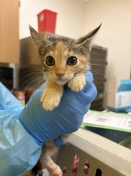 Joanna -  Domestic Short Hair Cat for Adoption in Raleigh, North Carolina - Joanna | PetCurious