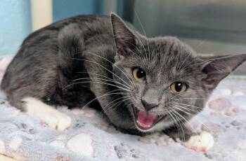 Amoroso -  Domestic Short Hair Cat for Adoption in Cape Coral, Florida - Amoroso | PetCurious