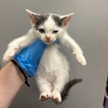Dot -  Domestic Short Hair Cat for Adoption in Columbiana, Alabama - Dot | PetCurious