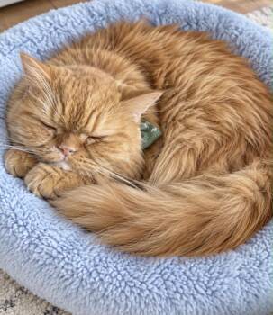 Laz -  Persian Cat for Adoption in Margate, Florida - Laz | PetCurious
