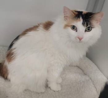 Domestic Medium Hair Cats Available for Adoption - Pookie | PetCurious