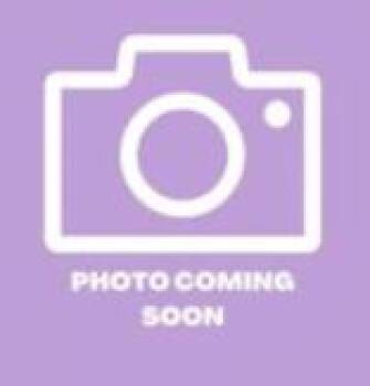 61593535 -  Domestic Short Hair Cat for Adoption in El Paso, Texas - 61593535 | PetCurious