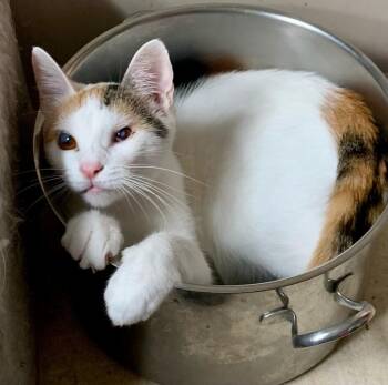 Calico Cats Available for Adoption - Polly Pocket | PetCurious