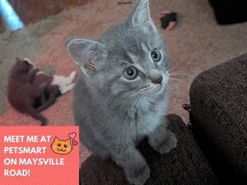 POISON IVY -  Domestic Short Hair Cat for Adoption in Fort Wayne, Indiana - POISON IVY | PetCurious