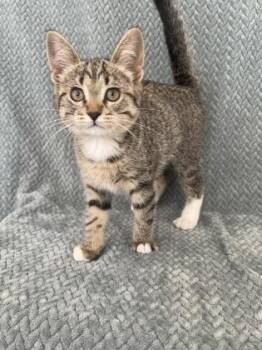 Rescue Domestic Short Hair Cats for Adoption in Buffalo, Minnesota - Lulu | PetCurious