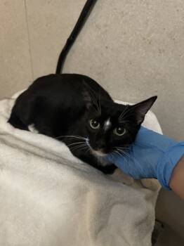 Rescue Domestic Short Hair Cats for Adoption in Honolulu, Hawaii - Venus | PetCurious