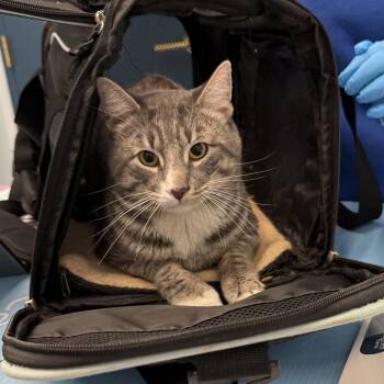 Watson -  Domestic Short Hair Cat for Adoption in New York, New York - Watson | PetCurious